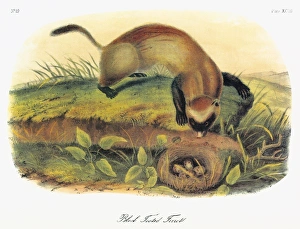 AUDUBON: FERRET. Black-footed ferret, or American polecat (Mustela nigripes). Lithograph AUDUBON: FERRET. Black-footed ferret, or American polecat (Mustela nigripes). Lithograph