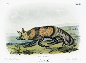 AUDUBON: FOX. Western, or long-tailed, red fox (Vulpes vulpes macroura, or Vulpes AUDUBON: FOX. Western, or long-tailed, red fox (Vulpes vulpes macroura, or Vulpes
