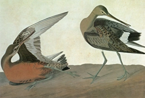 AUDUBON: GODWIT. Hudsonian Godwit (Limosa haemastica) AUDUBON: GODWIT. Hudsonian Godwit (Limosa haemastica)