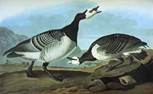 AUDUBON: GOOSE. Barnacle Goose (Branta leucopsis) AUDUBON: GOOSE. Barnacle Goose (Branta leucopsis)
