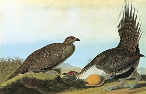 AUDUBON: GROUSE. Greater Sage Grouse (Centrocercus urophasianus) AUDUBON: GROUSE. Greater Sage Grouse (Centrocercus urophasianus)
