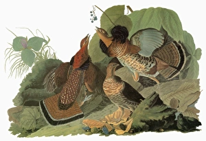AUDUBON: GROUSE. Ruffed Grouse (Bonasa umbellus) AUDUBON: GROUSE. Ruffed Grouse (Bonasa umbellus)