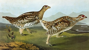 AUDUBON: GROUSE. Sharp-tailed Grouse (Tympanuchus phasianellus) AUDUBON: GROUSE. Sharp-tailed Grouse (Tympanuchus phasianellus)