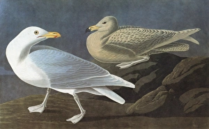 AUDUBON: GULL. Glaucous Gull (Larus hyperboreus) AUDUBON: GULL. Glaucous Gull (Larus hyperboreus)