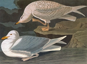 AUDUBON: GULL. Iceland Gull (Larus glaucoides) AUDUBON: GULL. Iceland Gull (Larus glaucoides)