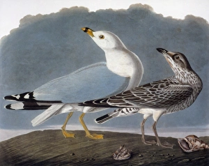 AUDUBON: GULL. Ring-billed gull, or common gull (Larus canus) AUDUBON: GULL. Ring-billed gull, or common gull (Larus canus)