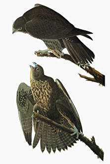 AUDUBON: GYRFALCON. Black, or Labrador, Gyrfalcon (Falco rusticolus) AUDUBON: GYRFALCON. Black, or Labrador, Gyrfalcon (Falco rusticolus)