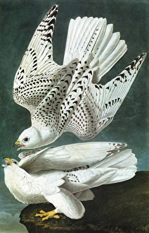 AUDUBON: GYRFALCON. Gyrfalcon (Falco rusticolus) AUDUBON: GYRFALCON. Gyrfalcon (Falco rusticolus)