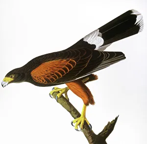 AUDUBON: HAWK, 1827. Harris, or Louisiana, Hawk (Parabuteo unicinctus) AUDUBON: HAWK, 1827. Harris, or Louisiana, Hawk (Parabuteo unicinctus)