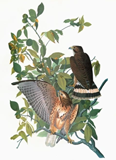 AUDUBON: HAWK. Broad-winged Hawk (Buteo platypterus) AUDUBON: HAWK. Broad-winged Hawk (Buteo platypterus)