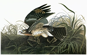 AUDUBON: HAWK. Red-shouldered Hawk (Buteo lineatus) AUDUBON: HAWK. Red-shouldered Hawk (Buteo lineatus)