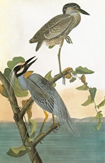 AUDUBON: HERON. Yellow-crowned Night Heron (Nyctanassa violacea) AUDUBON: HERON. Yellow-crowned Night Heron (Nyctanassa violacea)