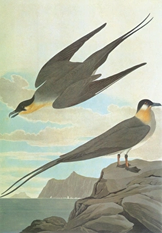 AUDUBON: JAEGER. Long-tailed Jaeger, or Long-tailed Skua (Stercorarius longicaudus) AUDUBON: JAEGER. Long-tailed Jaeger, or Long-tailed Skua (Stercorarius longicaudus)