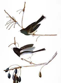 AUDUBON: JUNCO, (1827). Northern Junco, or Snow Bird (Junco hymealis) by John James Audubon for his Birds of America AUDUBON: JUNCO, (1827). Northern Junco, or Snow Bird (Junco hymealis) by John James Audubon for his Birds of America