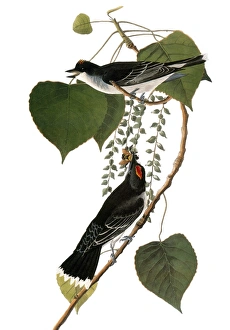 AUDUBON: KINGBIRD, (1827-38). Eastern Kingbird, or Tyrant Flycatcher (Tyrannus tyrannus AUDUBON: KINGBIRD, (1827-38). Eastern Kingbird, or Tyrant Flycatcher (Tyrannus tyrannus