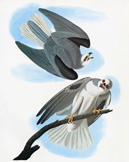 AUDUBON: KITE. White-tailed Kite (Elanus leucurus) AUDUBON: KITE. White-tailed Kite (Elanus leucurus)