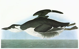 AUDUBON: MURRE. Thick-billed Murre (Uria lomvia) AUDUBON: MURRE. Thick-billed Murre (Uria lomvia)