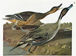 AUDUBON: PINTAIL. Common, or Northern, Pintail (Anas acuta) AUDUBON: PINTAIL. Common, or Northern, Pintail (Anas acuta)