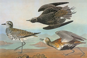 AUDUBON: PLOVER. American Golden Plover (Pluvialis dominica), left AUDUBON: PLOVER. American Golden Plover (Pluvialis dominica), left