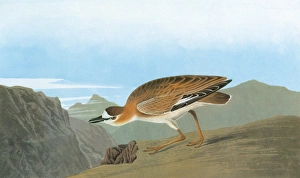 AUDUBON: PLOVER. Mountain Plover (Charadrius montanus) AUDUBON: PLOVER. Mountain Plover (Charadrius montanus)