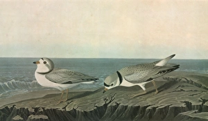 AUDUBON: PLOVER. Piping Plover (Charadrius melodus) AUDUBON: PLOVER. Piping Plover (Charadrius melodus)