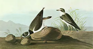 AUDUBON: PLOVER. Semipalmated Plover (Charadrius semipalmatus) AUDUBON: PLOVER. Semipalmated Plover (Charadrius semipalmatus)