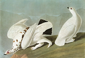 AUDUBON: PTARMIGAN. Rock Ptarmigan (Lagopus muta), left, and White-tailed Ptarmigan AUDUBON: PTARMIGAN. Rock Ptarmigan (Lagopus muta), left, and White-tailed Ptarmigan