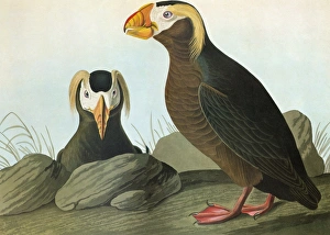 AUDUBON: PUFFIN. Tufted Puffin (Fratercula cirrhata) AUDUBON: PUFFIN. Tufted Puffin (Fratercula cirrhata)