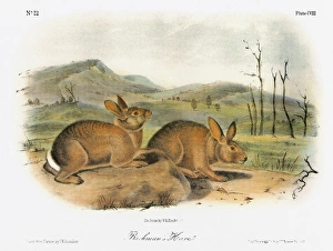 AUDUBON: RABBIT. Western brush rabbit, formerly known as Bachmans hare (Sylvilagus bachmani) AUDUBON: RABBIT. Western brush rabbit, formerly known as Bachmans hare (Sylvilagus bachmani)