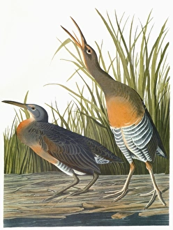 AUDUBON: RAIL. Clapper Rail (Rallus longirostris) AUDUBON: RAIL. Clapper Rail (Rallus longirostris)