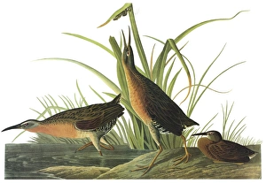 AUDUBON: RAIL. Virginia Rail (Rallus limicola) AUDUBON: RAIL. Virginia Rail (Rallus limicola)