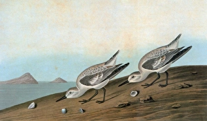 AUDUBON: SANDERLING. Sanderling (Calidris alba) AUDUBON: SANDERLING. Sanderling (Calidris alba)