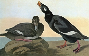 AUDUBON: SCOTER. White-winged, or Velvet, Scoter (Melanitta deglandi) AUDUBON: SCOTER. White-winged, or Velvet, Scoter (Melanitta deglandi)