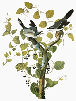 AUDUBON: SHRIKE. Loggerhead Shrike (Lanius ludovicianus) AUDUBON: SHRIKE. Loggerhead Shrike (Lanius ludovicianus)