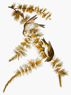 AUDUBON: SISKIN. Pine siskin (Carduelis pinus), from John James Audubons The Birds of America, 1827-1838 AUDUBON: SISKIN. Pine siskin (Carduelis pinus), from John James Audubons The Birds of America, 1827-1838