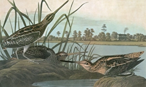 AUDUBON: SNIPE. Wilsons Snipe (Gallinago delicata) AUDUBON: SNIPE. Wilsons Snipe (Gallinago delicata)