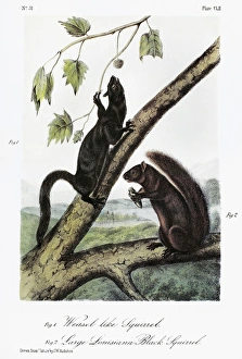 AUDUBON: SQUIRRELS. Weasel squirrel (left), and large Louisiana black squirrel AUDUBON: SQUIRRELS. Weasel squirrel (left), and large Louisiana black squirrel