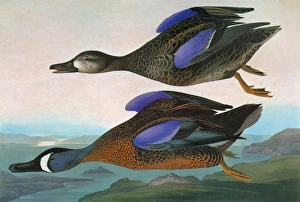 AUDUBON: TEAL. Blue-winged Teal (Anas discors) AUDUBON: TEAL. Blue-winged Teal (Anas discors)