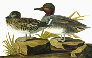 AUDUBON: TEAL. Green-winged teal (Anas crecca) AUDUBON: TEAL. Green-winged teal (Anas crecca)
