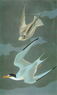 AUDUBON: TERN. Little Tern (Sternula albifrons, or Sterna albifrons) AUDUBON: TERN. Little Tern (Sternula albifrons, or Sterna albifrons)