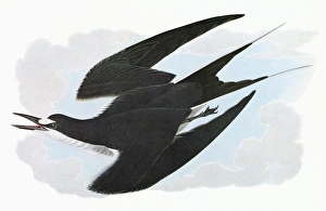 AUDUBON: TERN. Sooty Tern (Onychoprion fuscatus) AUDUBON: TERN. Sooty Tern (Onychoprion fuscatus)