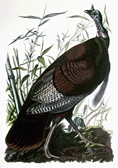 AUDUBON: TURKEY. Wild Turkey (Meleagris gallopavo), from John James Audubons The Birds of America, 1827-1838 AUDUBON: TURKEY. Wild Turkey (Meleagris gallopavo), from John James Audubons The Birds of America, 1827-1838