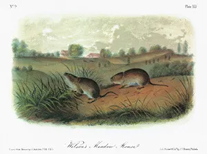 AUDUBON: VOLE. Eastern meadow vole, or meadow mouse (Microtus pennsylvanicus pennsylvanicus) AUDUBON: VOLE. Eastern meadow vole, or meadow mouse (Microtus pennsylvanicus pennsylvanicus)