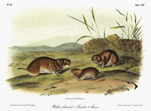 AUDUBON: VOLE. Taiga, or yellow-cheeked, vole (Microtus xanthognathus). Lithograph AUDUBON: VOLE. Taiga, or yellow-cheeked, vole (Microtus xanthognathus). Lithograph