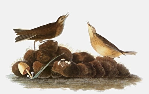 AUDUBON: WATER PIPIT, 1827. Water Pipit, or Brown Titlark (Anthus spinoletta) AUDUBON: WATER PIPIT, 1827. Water Pipit, or Brown Titlark (Anthus spinoletta)