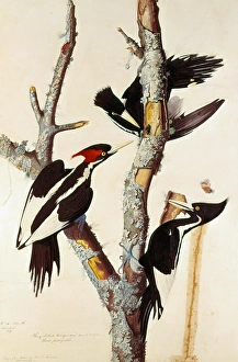 AUDUBON: WOODPECKERS. Ivory-billed woodpeckers AUDUBON: WOODPECKERS. Ivory-billed woodpeckers