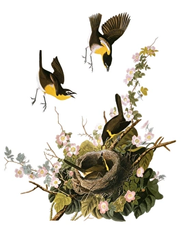 AUDUBON: YELLOW CHAT, (1827-38). Yellow-breasted Chat (Icteria virens AUDUBON: YELLOW CHAT, (1827-38). Yellow-breasted Chat (Icteria virens