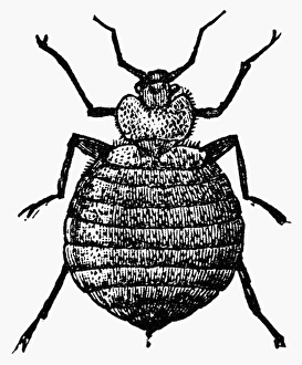 Entomology Images Prints: BEDBUG. The bedbug (Cimex lectularius). Wood engraving, c1900