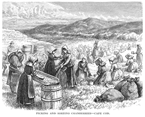 Rural Harvest Scene Prints: BERRY PICKING, 1875. Picking and sorting cranberries on Cape Cod. Wood engraving, 1875