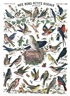 BIRDS, c1890. Nos bons petits oiseaux (Our Lovely Little Birds). Engraving, c1890 BIRDS, c1890. Nos bons petits oiseaux (Our Lovely Little Birds). Engraving, c1890